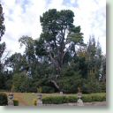 Old cedar nr Pillar Hall 2 (Small).jpg